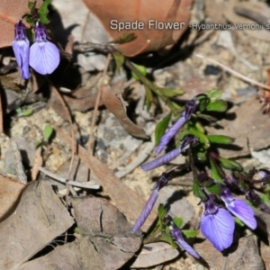 Pigea vernonii subsp. scaber at South Pacific Heathland Reserve - 1 Oct 2018 12:00 AM