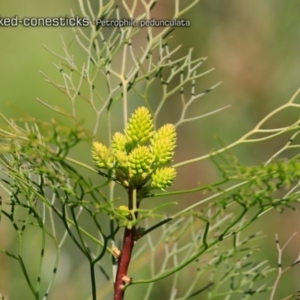 Petrophile pedunculata at South Pacific Heathland Reserve - 1 Oct 2018