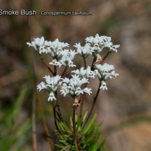 Conospermum taxifolium at South Pacific Heathland Reserve - 1 Oct 2018 12:00 AM