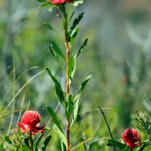 Telopea speciosissima at South Pacific Heathland Reserve - suppressed