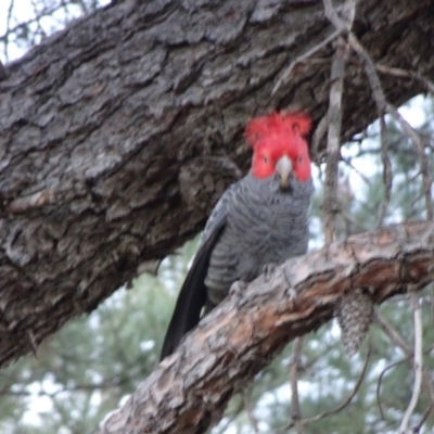 Callocephalon fimbriatum (Gang-gang Cockatoo) at Reid, ACT - 1 Oct 2018 by JanetRussell