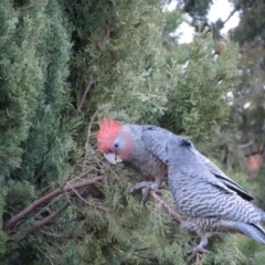 Callocephalon fimbriatum at Reid, ACT - suppressed