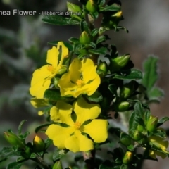 Hibbertia diffusa (Wedge Guinea Flower) at South Pacific Heathland Reserve - 30 Sep 2018 by CharlesDove