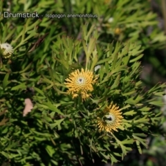 Isopogon anemonifolius (Common Drumsticks) at South Pacific Heathland Reserve - 30 Sep 2018 by CharlesDove