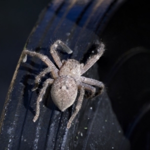 Neosparassus calligaster at Higgins, ACT - 1 Oct 2018 03:35 PM