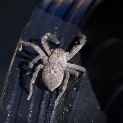 Neosparassus calligaster (Beautiful Badge Huntsman) at Higgins, ACT - 1 Oct 2018 by AlisonMilton