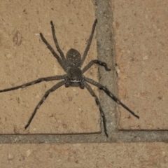 Neosparassus sp. (genus) (Badge huntsman) at Higgins, ACT - 1 Oct 2018 by AlisonMilton