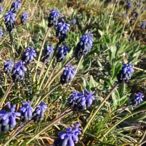 Muscari armeniacum at Reid, ACT - 1 Oct 2018