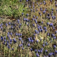 Muscari armeniacum at Reid, ACT - 1 Oct 2018