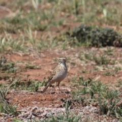 Anthus australis (Australian Pipit) at Jerrabomberra Wetlands - 9 Jun 2017 by YellowButton