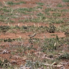 Anthus australis at Fyshwick, ACT - 9 Jun 2017 05:43 PM