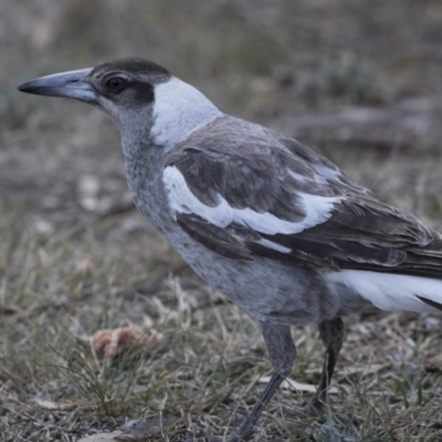 Gymnorhina tibicen (Australian Magpie) at Holt, ACT - 29 Sep 2018 by Alison Milton