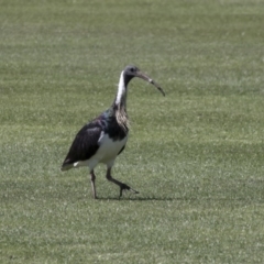 Threskiornis spinicollis (Straw-necked Ibis) at Holt, ACT - 29 Sep 2018 by AlisonMilton