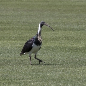 Threskiornis spinicollis at Holt, ACT - 29 Sep 2018