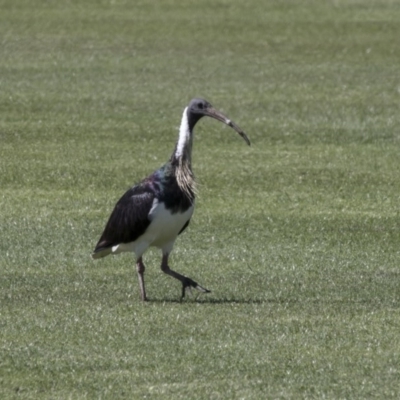 Threskiornis spinicollis (Straw-necked Ibis) at Holt, ACT - 29 Sep 2018 by AlisonMilton