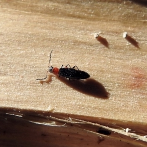 Melyridae (family) at Macarthur, ACT - 1 Oct 2018 04:29 PM