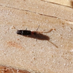 Melyridae (family) at Macarthur, ACT - 1 Oct 2018 04:29 PM