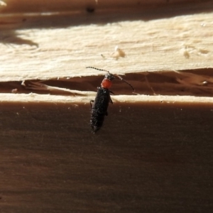 Melyridae (family) at Macarthur, ACT - 1 Oct 2018 04:29 PM