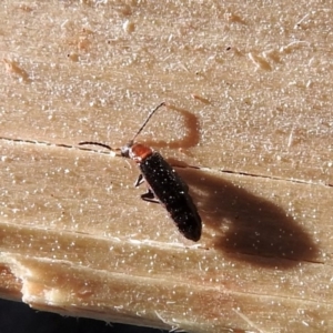 Melyridae (family) at Macarthur, ACT - 1 Oct 2018 04:29 PM