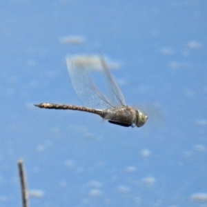 Anax papuensis at Fyshwick, ACT - 1 Oct 2018