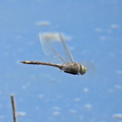 Anax papuensis (Australian Emperor) at Jerrabomberra Wetlands - 1 Oct 2018 by RodDeb