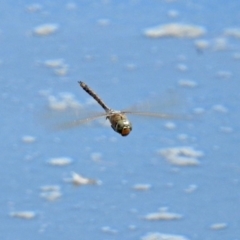 Anax papuensis at Fyshwick, ACT - 1 Oct 2018