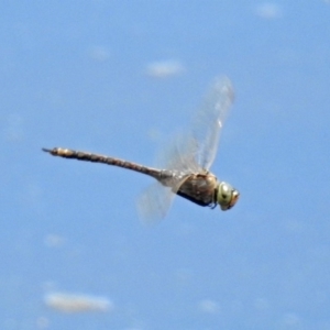 Anax papuensis at Fyshwick, ACT - 1 Oct 2018