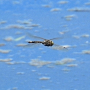 Anax papuensis at Fyshwick, ACT - 1 Oct 2018