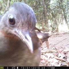 Menura novaehollandiae (Superb Lyrebird) at Corunna State Forest - 1 Oct 2018 by LocalFlowers