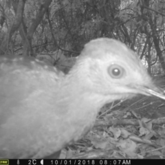 Menura novaehollandiae at Corunna, NSW - 1 Oct 2018 08:06 AM