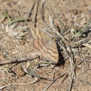 Scopula rubraria at Higgins, ACT - 29 Sep 2018 11:52 AM