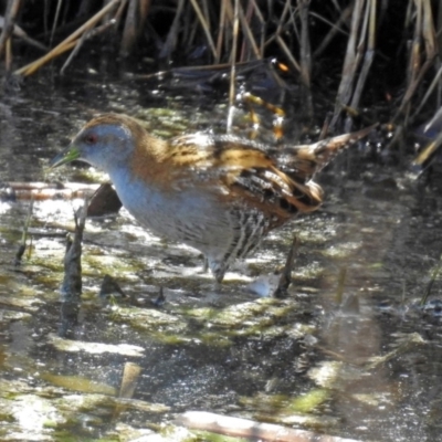 Zapornia pusilla (Baillon's Crake) at Fyshwick, ACT - 1 Oct 2018 by RodDeb