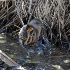 Zapornia pusilla at Fyshwick, ACT - 1 Oct 2018