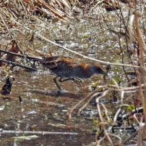 Zapornia pusilla at Fyshwick, ACT - 1 Oct 2018