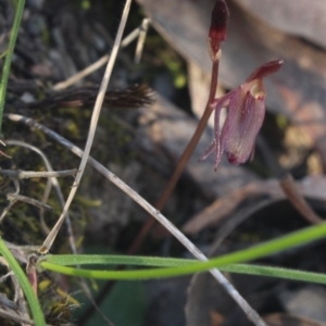 Cyrtostylis reniformis at suppressed - suppressed