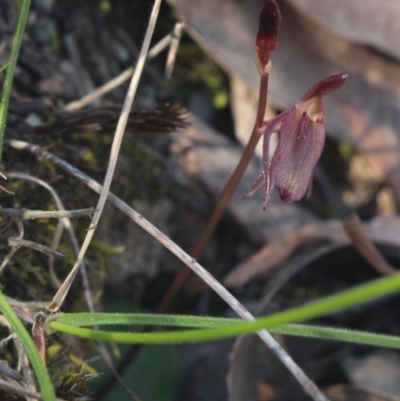 Cyrtostylis reniformis (Common Gnat Orchid) at Gundaroo, NSW - 1 Oct 2018 by MaartjeSevenster