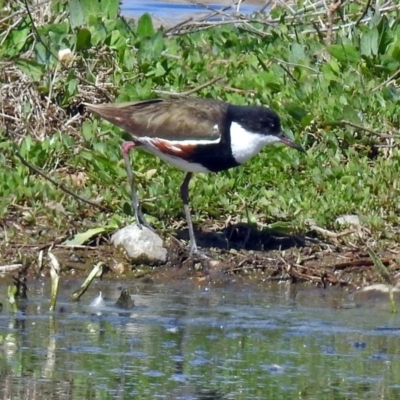 Erythrogonys cinctus (Red-kneed Dotterel) at Jerrabomberra Wetlands - 1 Oct 2018 by RodDeb