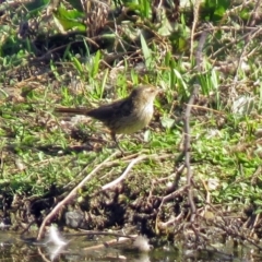 Poodytes gramineus (Little Grassbird) at Fyshwick, ACT - 1 Oct 2018 by RodDeb