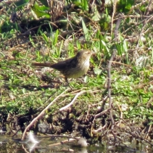 Poodytes gramineus at Fyshwick, ACT - 1 Oct 2018