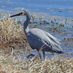 Egretta novaehollandiae (White-faced Heron) at Jerrabomberra Wetlands - 1 Oct 2018 by RodDeb