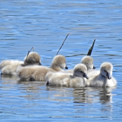 Cygnus atratus (Black Swan) at Jerrabomberra Wetlands - 1 Oct 2018 by RodDeb