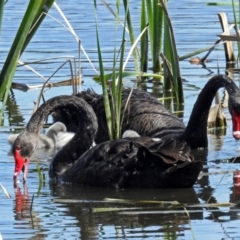 Cygnus atratus at Fyshwick, ACT - 1 Oct 2018