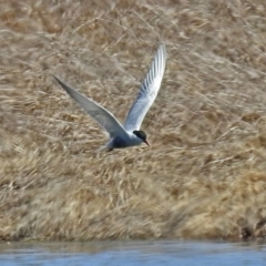 Chlidonias hybrida (Whiskered Tern) at Jerrabomberra Wetlands - 1 Oct 2018 by RodDeb