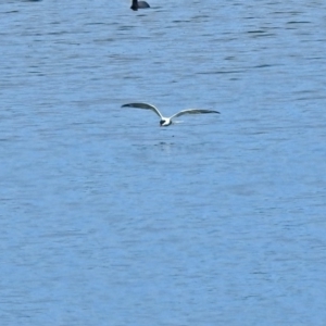 Chlidonias hybrida at Fyshwick, ACT - 1 Oct 2018