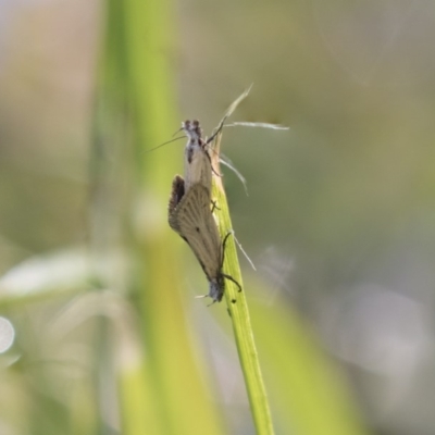 Thema protogramma (A concealer moth) at Higgins, ACT - 23 Sep 2018 by AlisonMilton