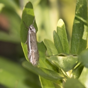 Oecophoridae (family) at Higgins, ACT - 23 Sep 2018