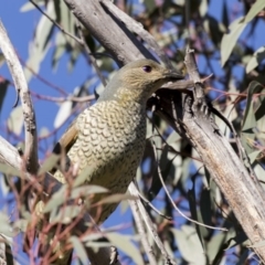 Ptilonorhynchus violaceus (Satin Bowerbird) at Kambah Pool - 23 Sep 2018 by AlisonMilton