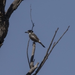 Cracticus torquatus (Grey Butcherbird) at Bullen Range - 23 Sep 2018 by AlisonMilton