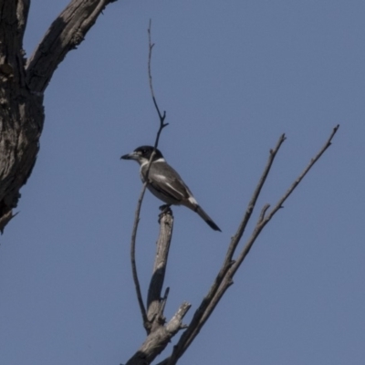 Cracticus torquatus (Grey Butcherbird) at Bullen Range - 23 Sep 2018 by Alison Milton