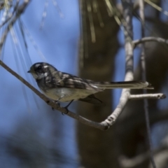 Rhipidura albiscapa (Grey Fantail) at Bullen Range - 23 Sep 2018 by Alison Milton